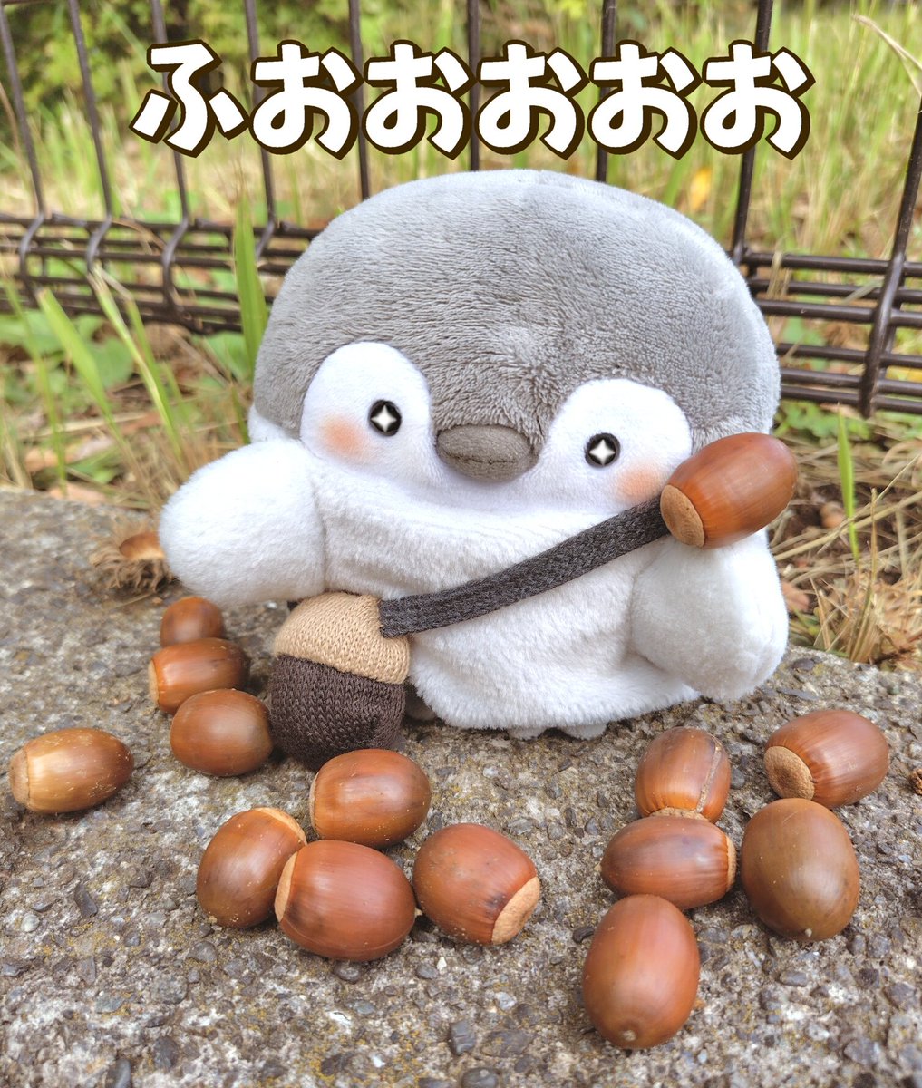 WxAxcs's tweet image. おっきなどんぐりがいっぱいでしゅ🌰
たからものだらけでど〜しゅる〜✨🐧✨
#コウペンちゃん   #くったりすと