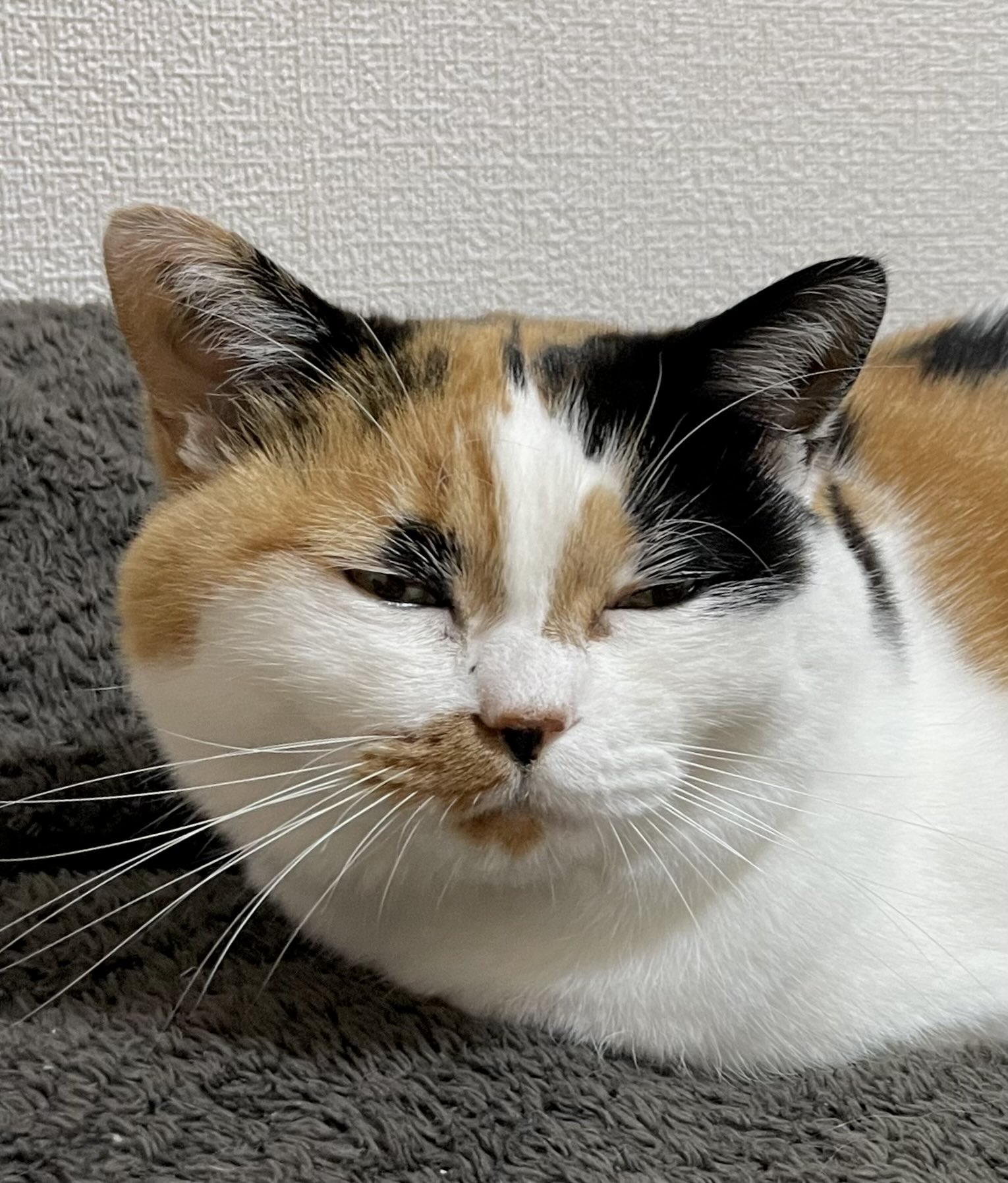 にゃんころもち (@sakura_nyancolo) / X