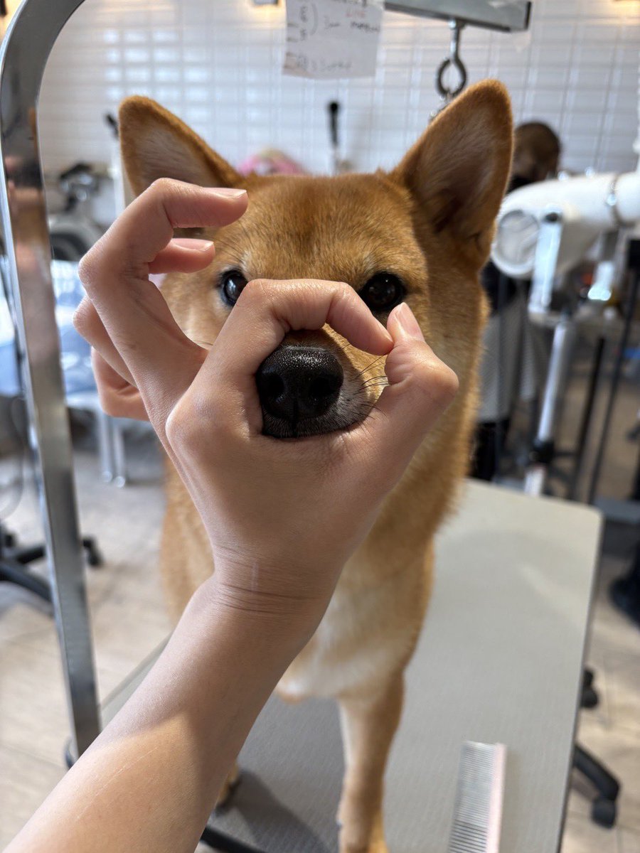 シャンプー🧴🫧してきた♪̊̈♪̆̈

お姉さんに技披露してきたよ👼🫶