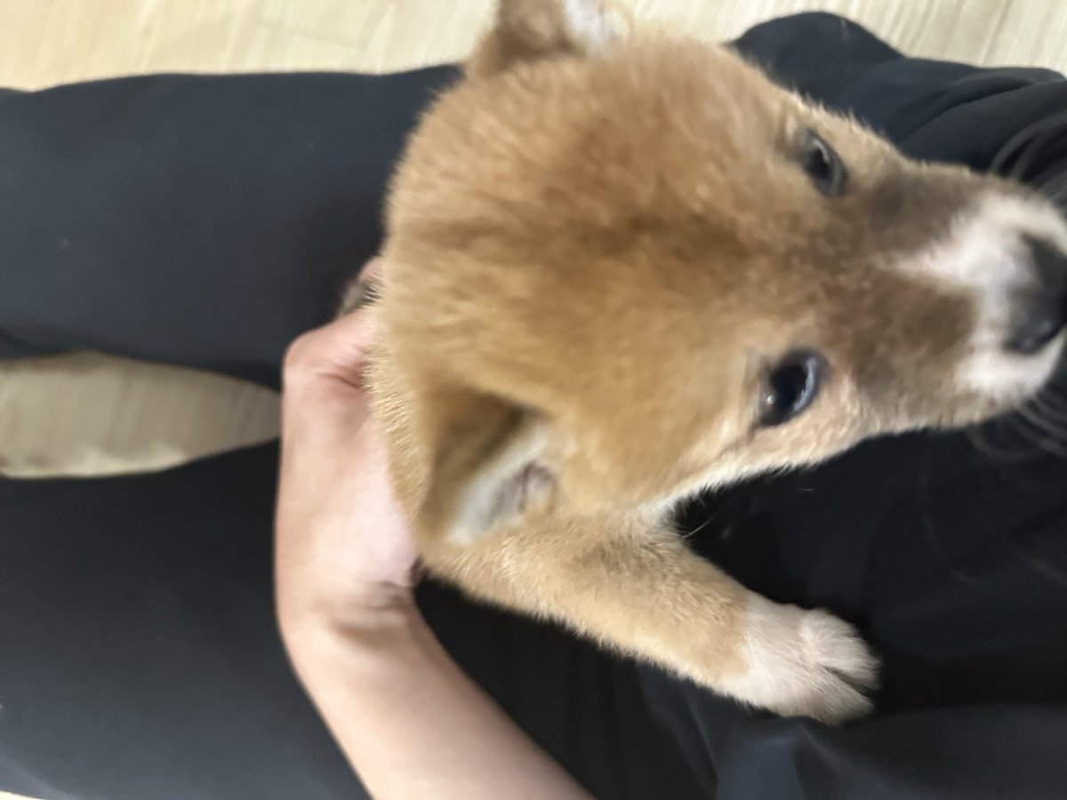 ワンチャンが！！！きました！！！！！！
名前は 콩 ! (こん)( Kong )です！
これからよろしく！！！！こん！！！！
大事にするからしあわせにくらしていこ！🩷