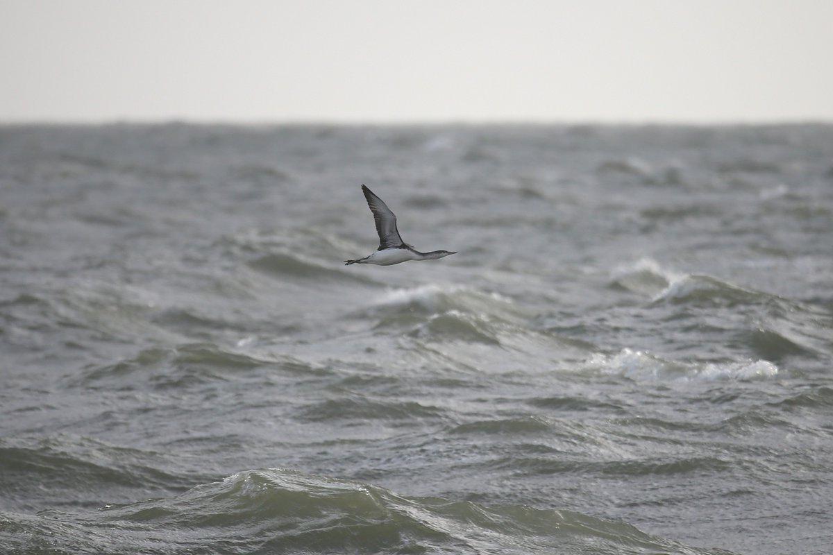 A Red-throated Diver heading west past Selsey Bill this morning between heavy rain storms. <a href="/SelseyBirder/">Selsey Birder</a>