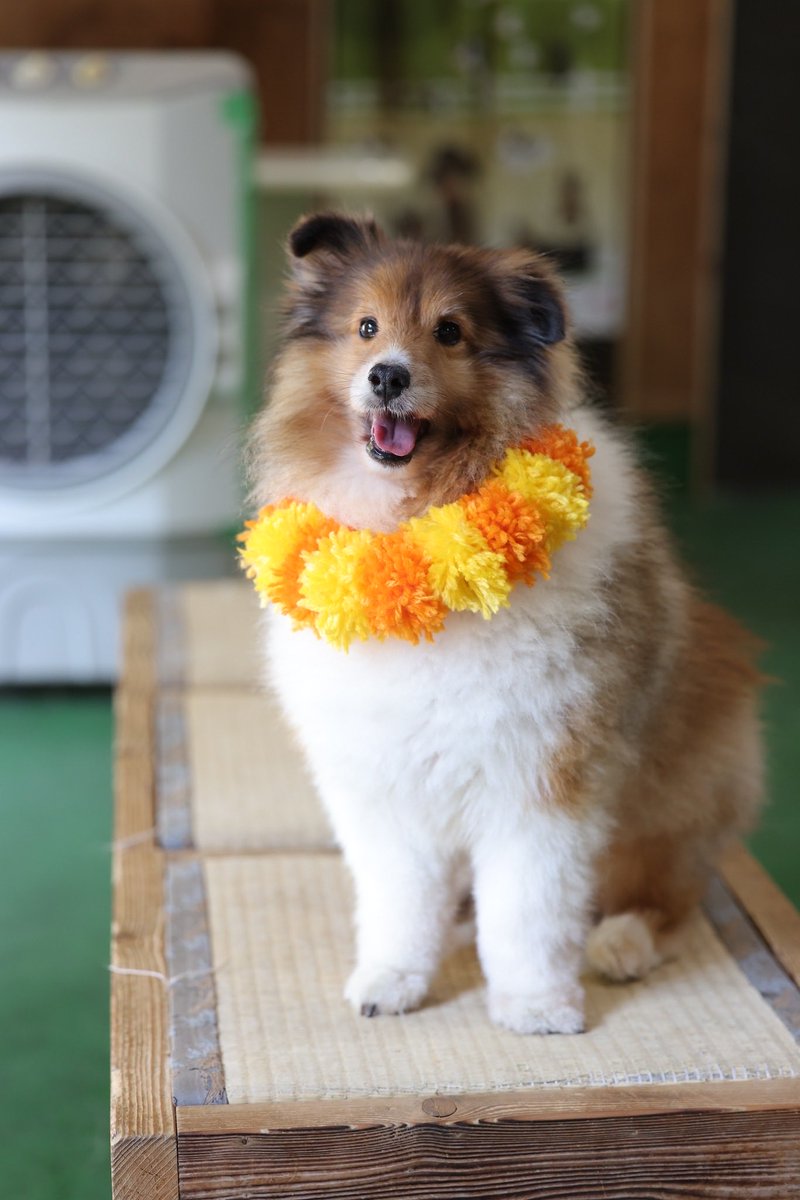 ngsbiopark's tweet photo. ソロ写真もお届けします‼️🧡 https://t.co/zYDeFni5En