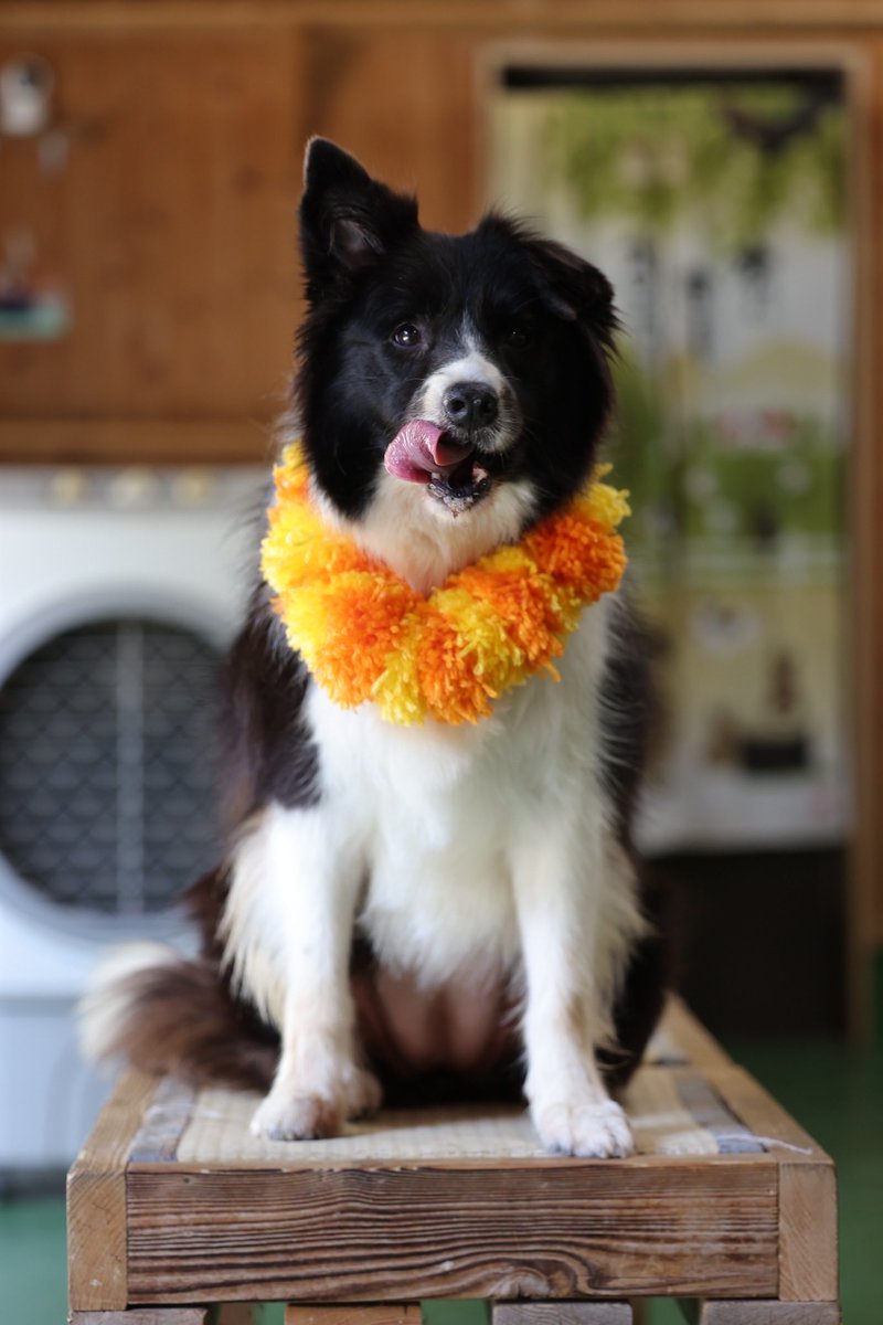 ngsbiopark's tweet photo. ソロ写真もお届けします‼️🧡 https://t.co/zYDeFni5En