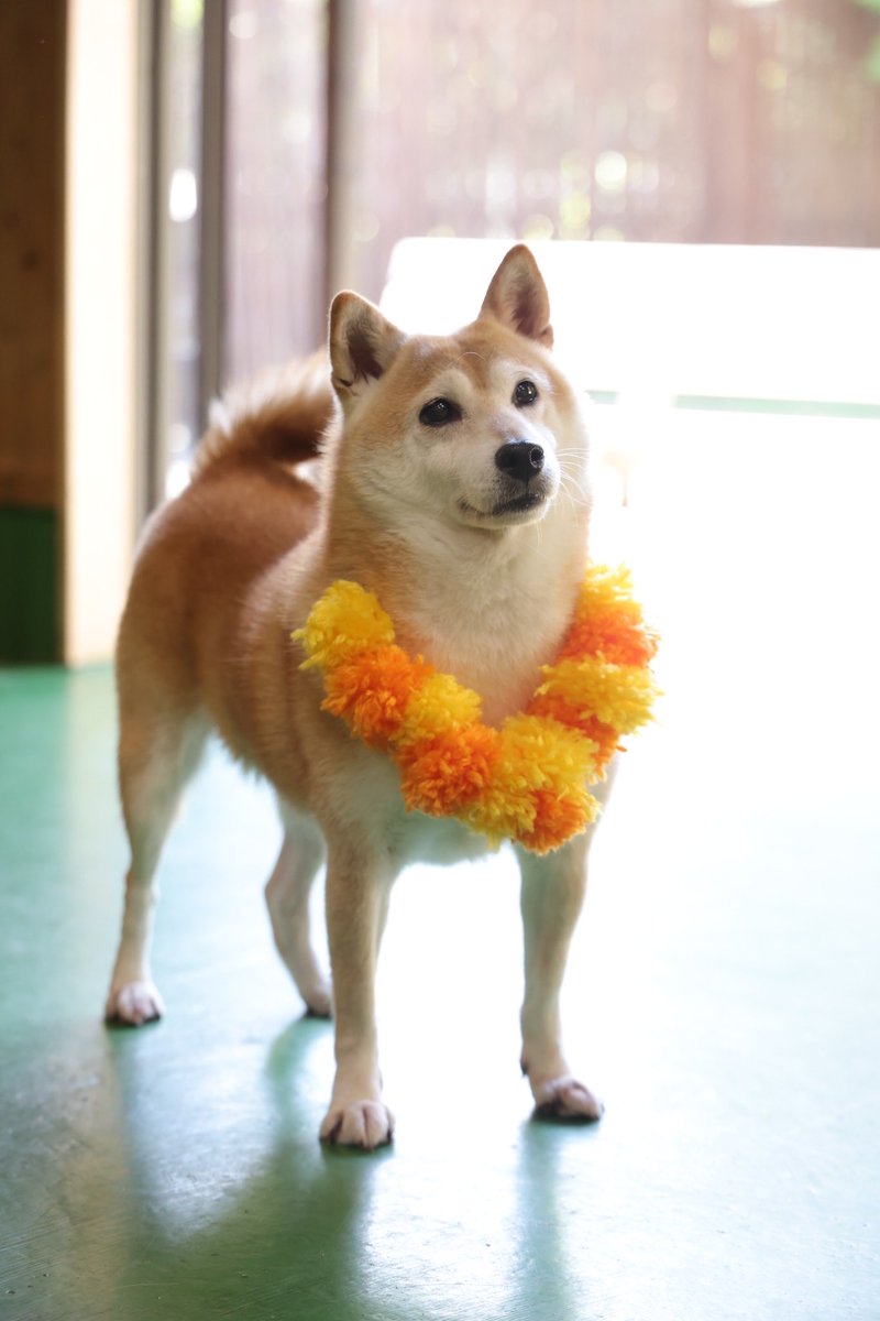 ngsbiopark's tweet photo. ソロ写真もお届けします‼️🧡 https://t.co/zYDeFni5En
