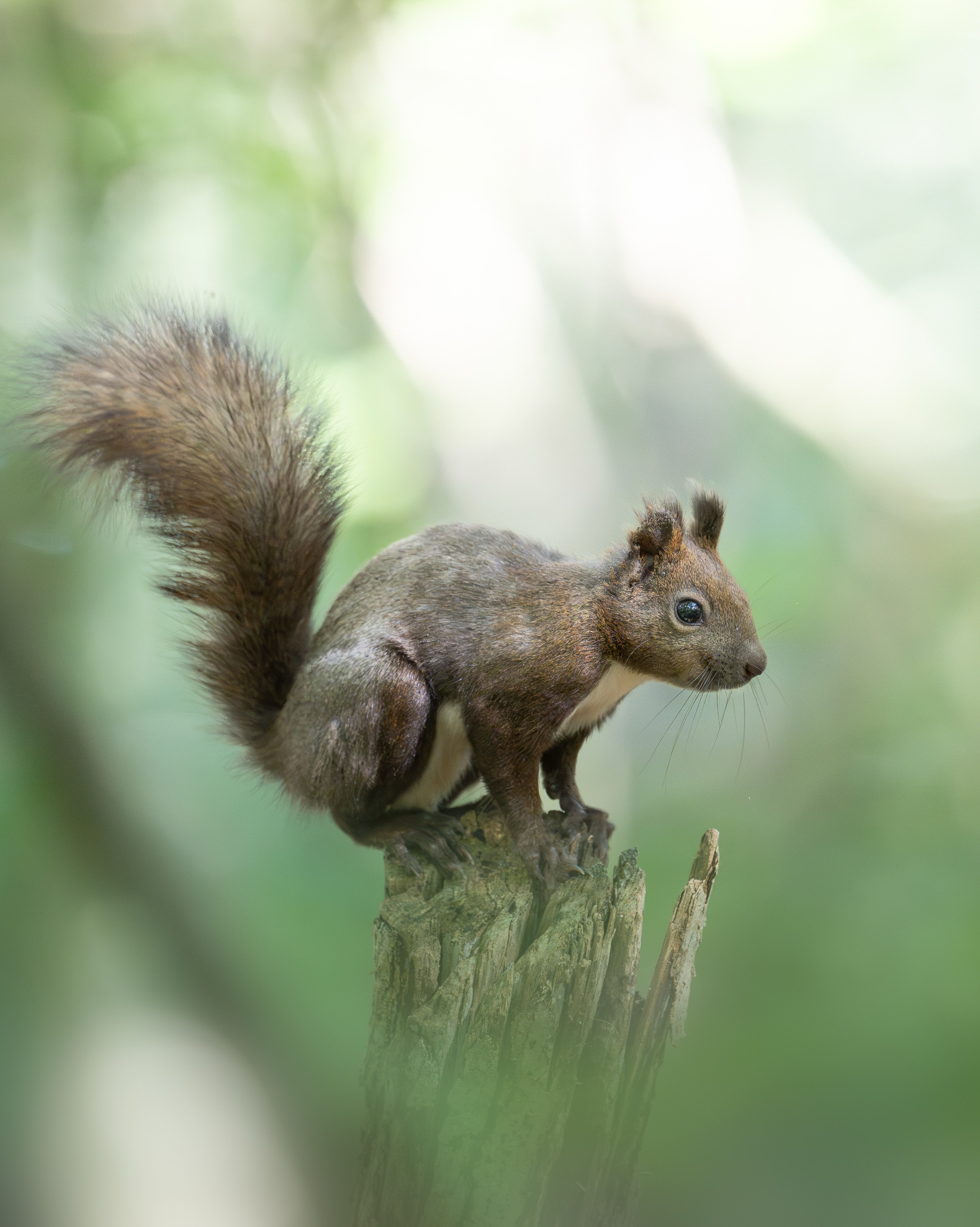 * vintage squirrel ♡ クリスマスが待ち遠しい リスちゃん vintage squirrel ♡ クリスマスが待ち遠しい リスちゃん