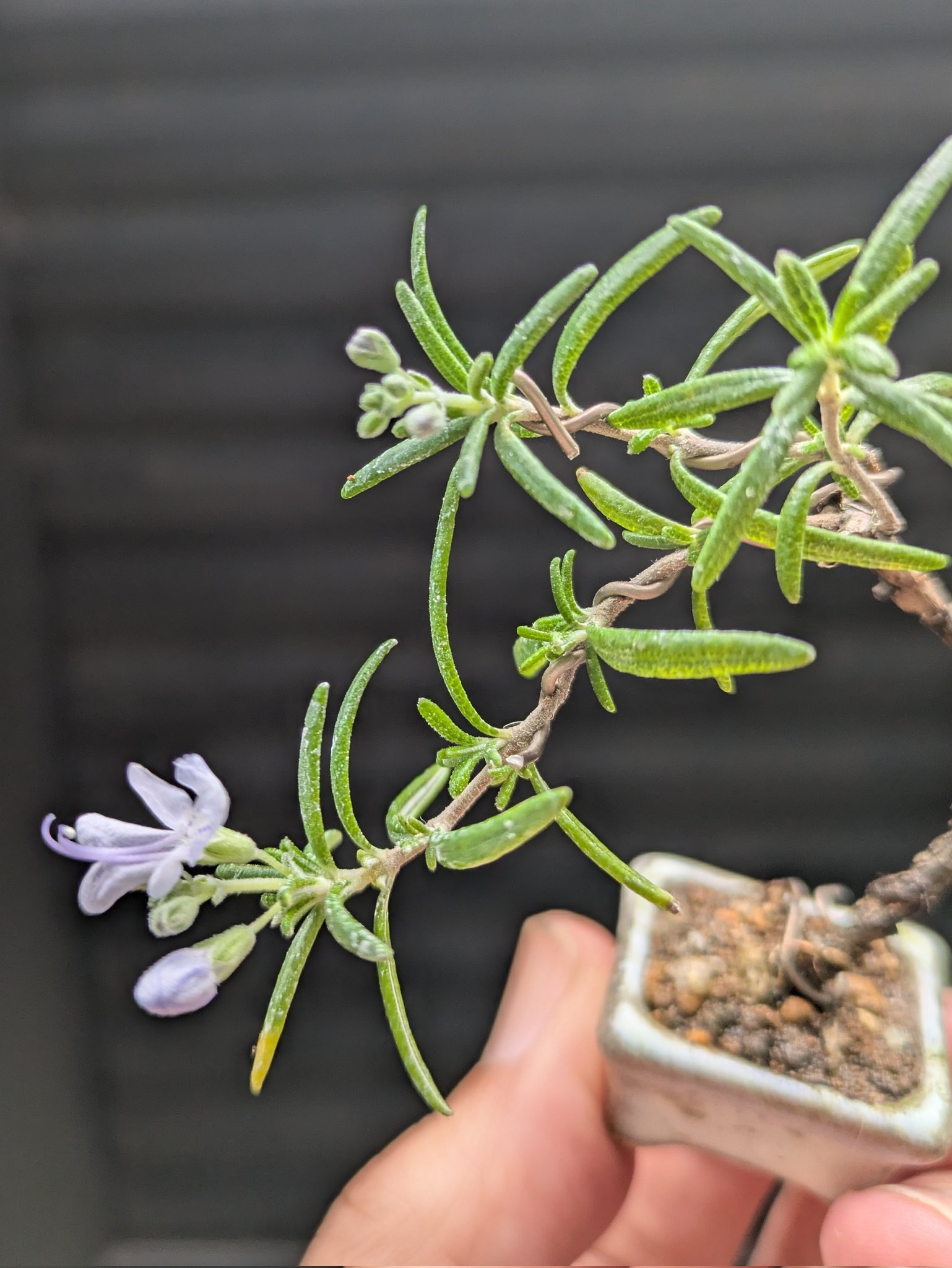 2個まとめ買い ローズマリー 20221007180045_2.jpg