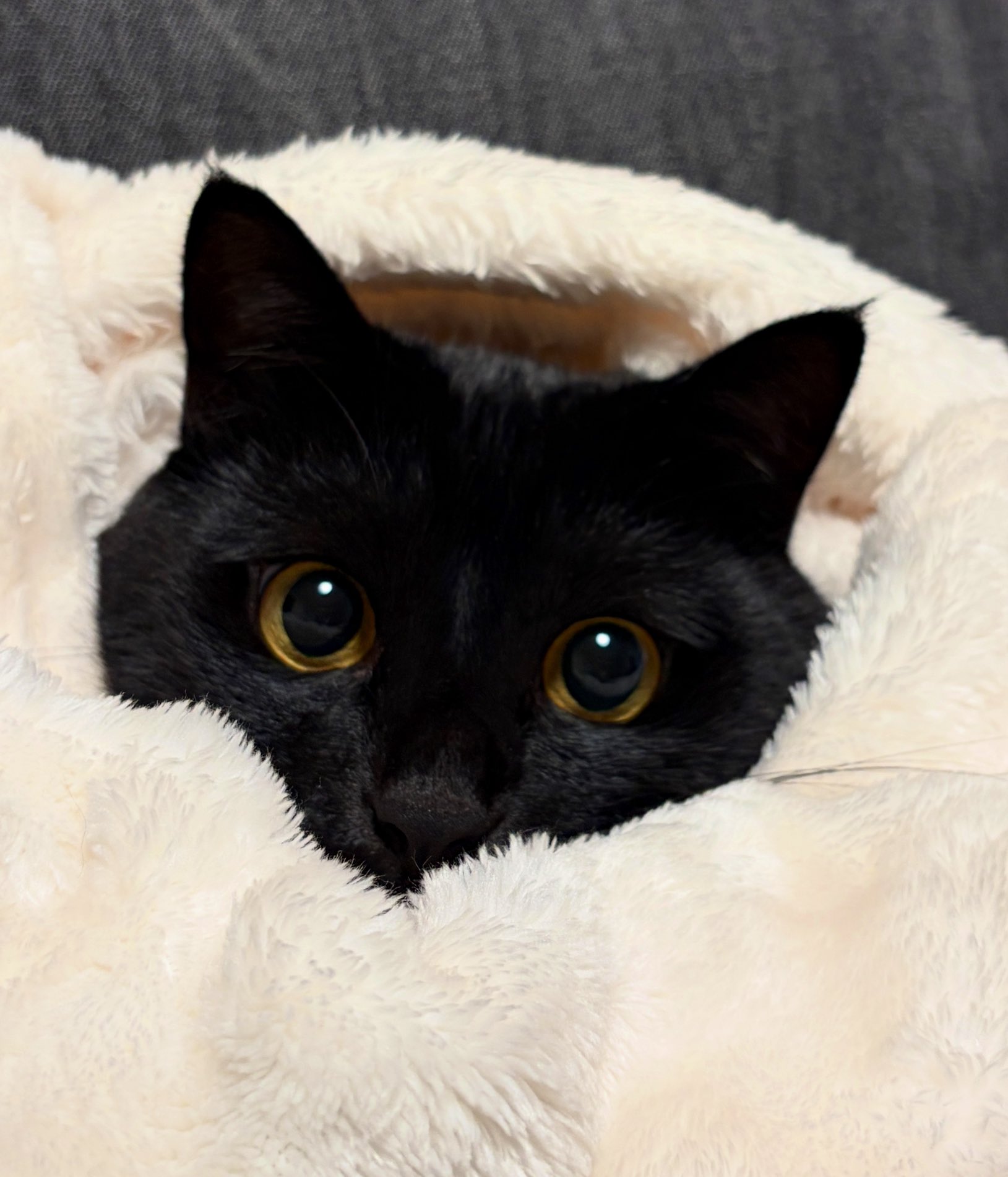 黒猫 うに3才 on X: 