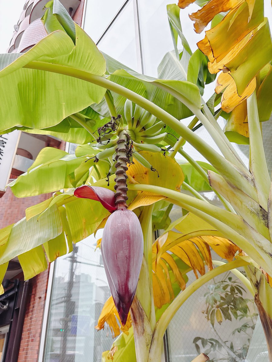 バナナの花が咲いてた。食べられるそうだけど、どんな味がするんだろう🤔