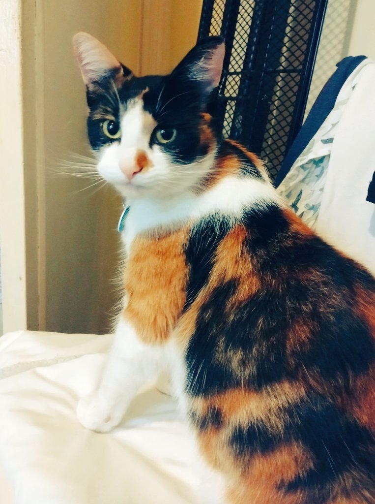 Pixie halping with the laundry