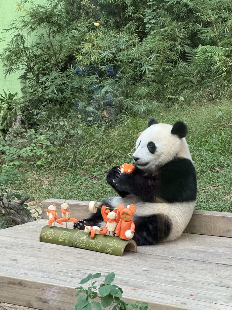 pandas_fr's tweet image. 🐼🐼 🇨🇳 Préparation d’un objet d’enrichissement à base de 🥕 et bambou qui a été remis à la jeune femelle #MeiZhu #妹珠, âgée de 16 mois, et sa mère Meng Meng (萌萌), ce lundi 20 octobre au parc de #Chimelong à Guangzhou / Canton.
📸 ©️ Jérôme POUILLE/ panda.fr
