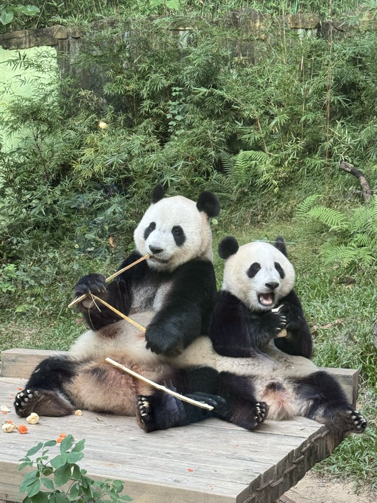 pandas_fr's tweet image. 🐼🐼 🇨🇳 Préparation d’un objet d’enrichissement à base de 🥕 et bambou qui a été remis à la jeune femelle #MeiZhu #妹珠, âgée de 16 mois, et sa mère Meng Meng (萌萌), ce lundi 20 octobre au parc de #Chimelong à Guangzhou / Canton.
📸 ©️ Jérôme POUILLE/ panda.fr