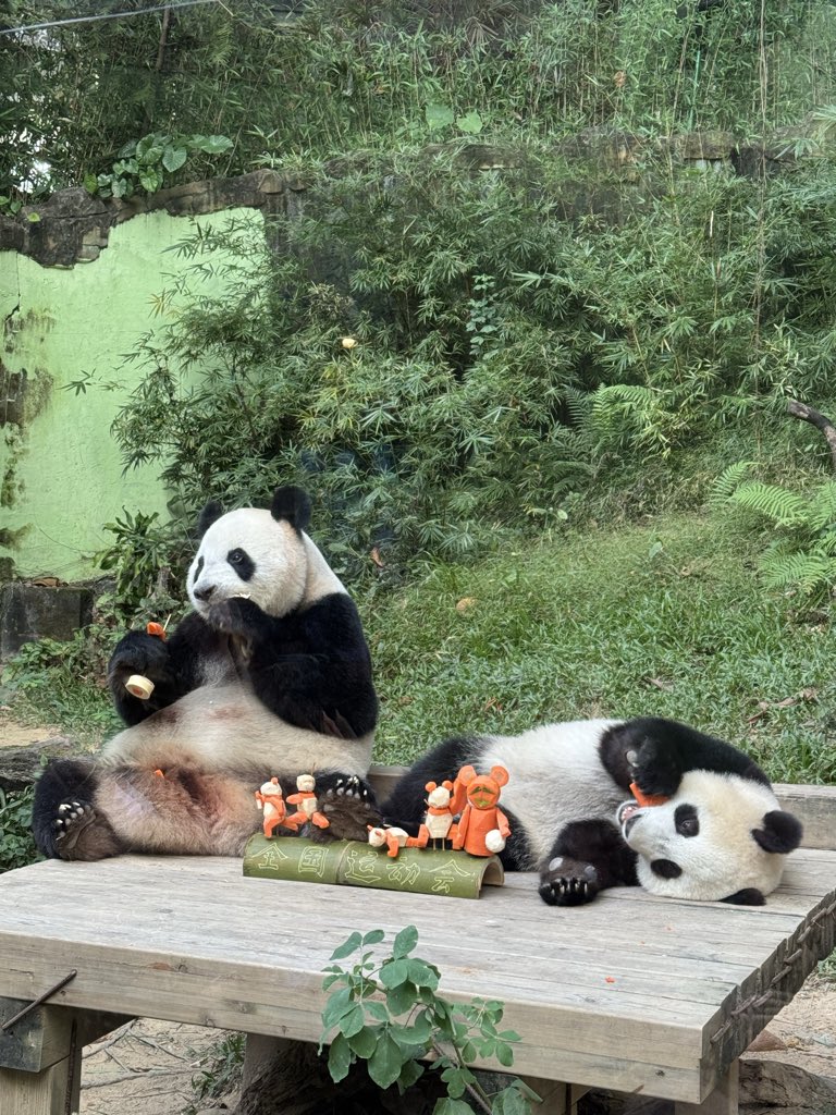 pandas_fr's tweet image. 🐼🐼 🇨🇳 Préparation d’un objet d’enrichissement à base de 🥕 et bambou qui a été remis à la jeune femelle #MeiZhu #妹珠, âgée de 16 mois, et sa mère Meng Meng (萌萌), ce lundi 20 octobre au parc de #Chimelong à Guangzhou / Canton.
📸 ©️ Jérôme POUILLE/ panda.fr