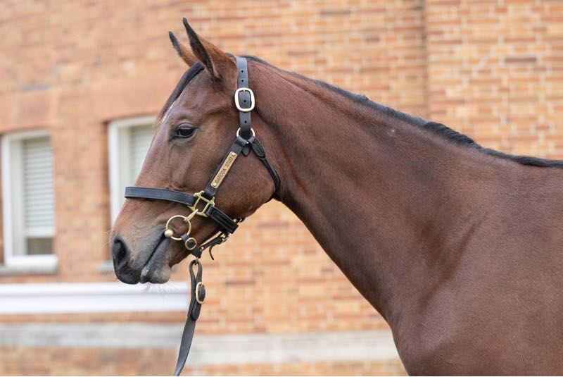 Middleham Park Racing tweet media