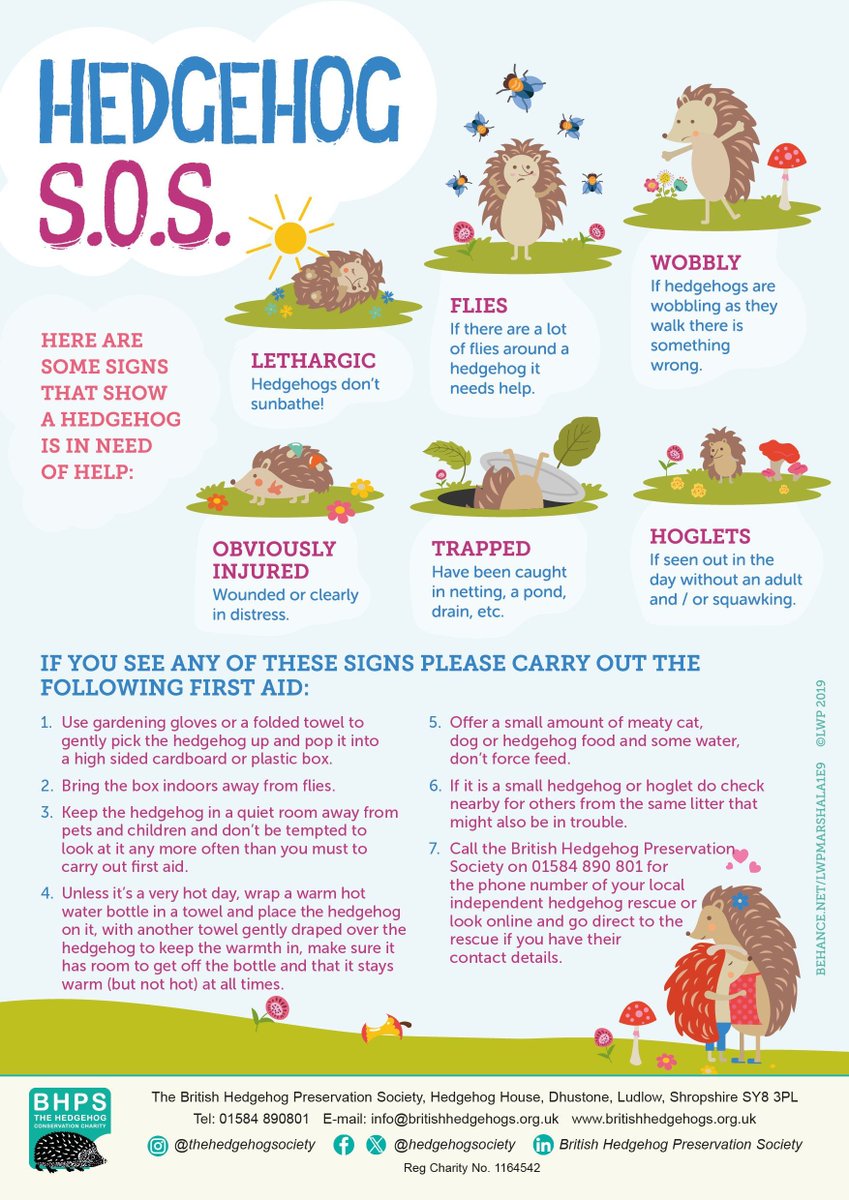 Have you spotted a #hedgehog you're worried about?
📞🦔🩹
Follow the simple steps on our website &amp; call us on 01584 890801 or your local independent hedgehog rescue as soon as possible.

buff.ly/2wodWgS 

Don't delay - acting now can make a difference!
#MondayMotivation