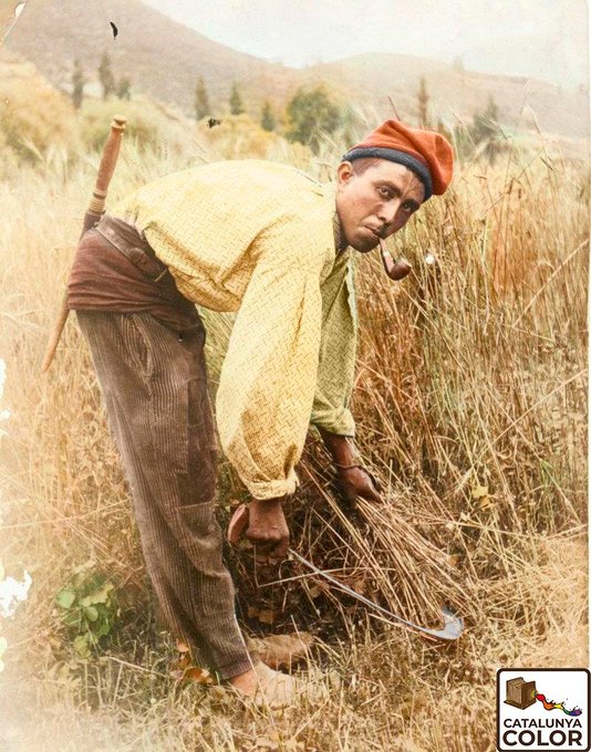 Pagès segant el blat a Camprodon, c. 1900.     

📸Pere Surroca
