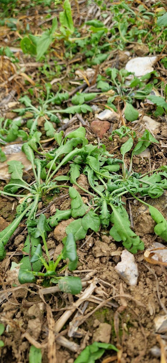 Peter Cowlrick tweet media