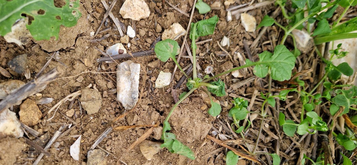 Peter Cowlrick tweet media