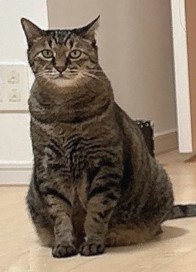 にゃんちよページ にゃんちょ - Twitch