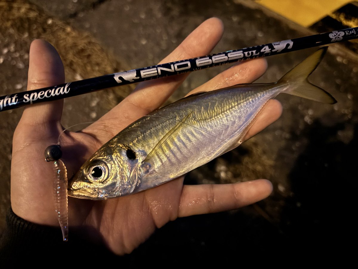 i72tx's tweet photo. 福岡旅行中^ ^

もちろんパックロッド忍ばせて🎣

初アジング楽しい嬉しい☺️ https://t.co/oHsAbLIRYp