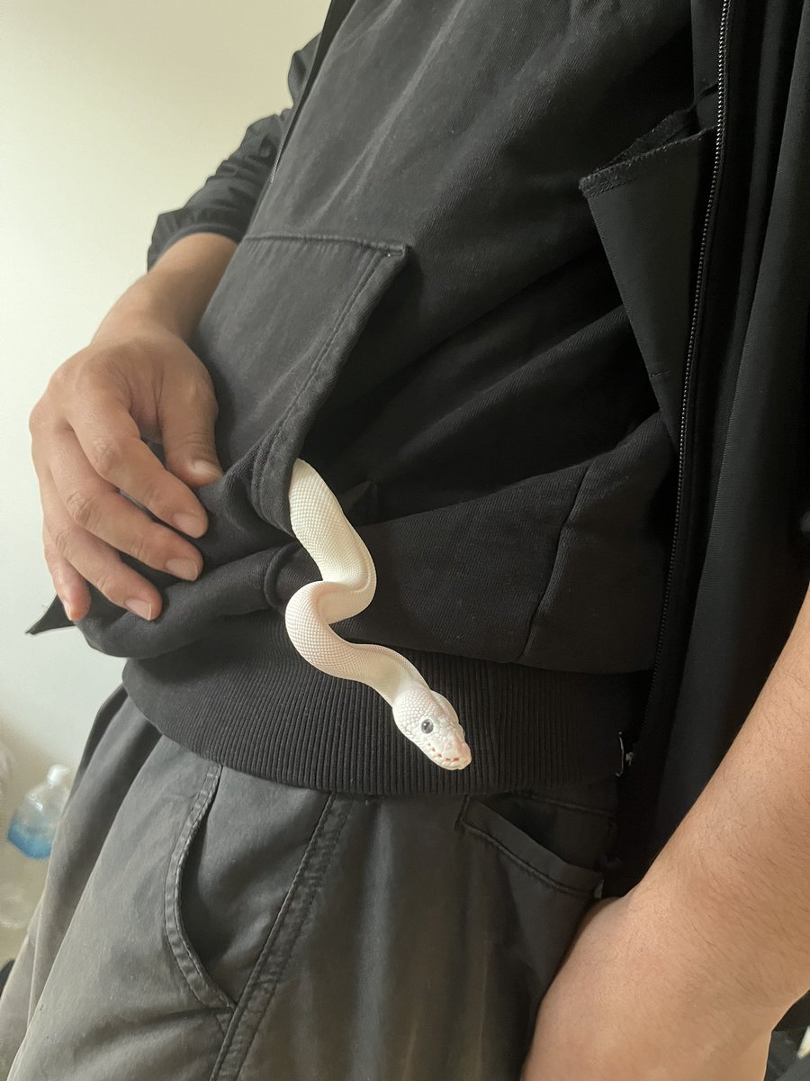 baaaaallpython's tweet image. パパのここがすき