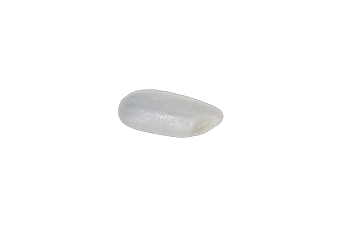 market's dead, cause of BNB

wouldn't it be hilarious if we sent China's staple food on PUMP

here's a grain of rice

send it to 10M, this will revive the market

Join the movement:
(x.com/i/communities/…)
