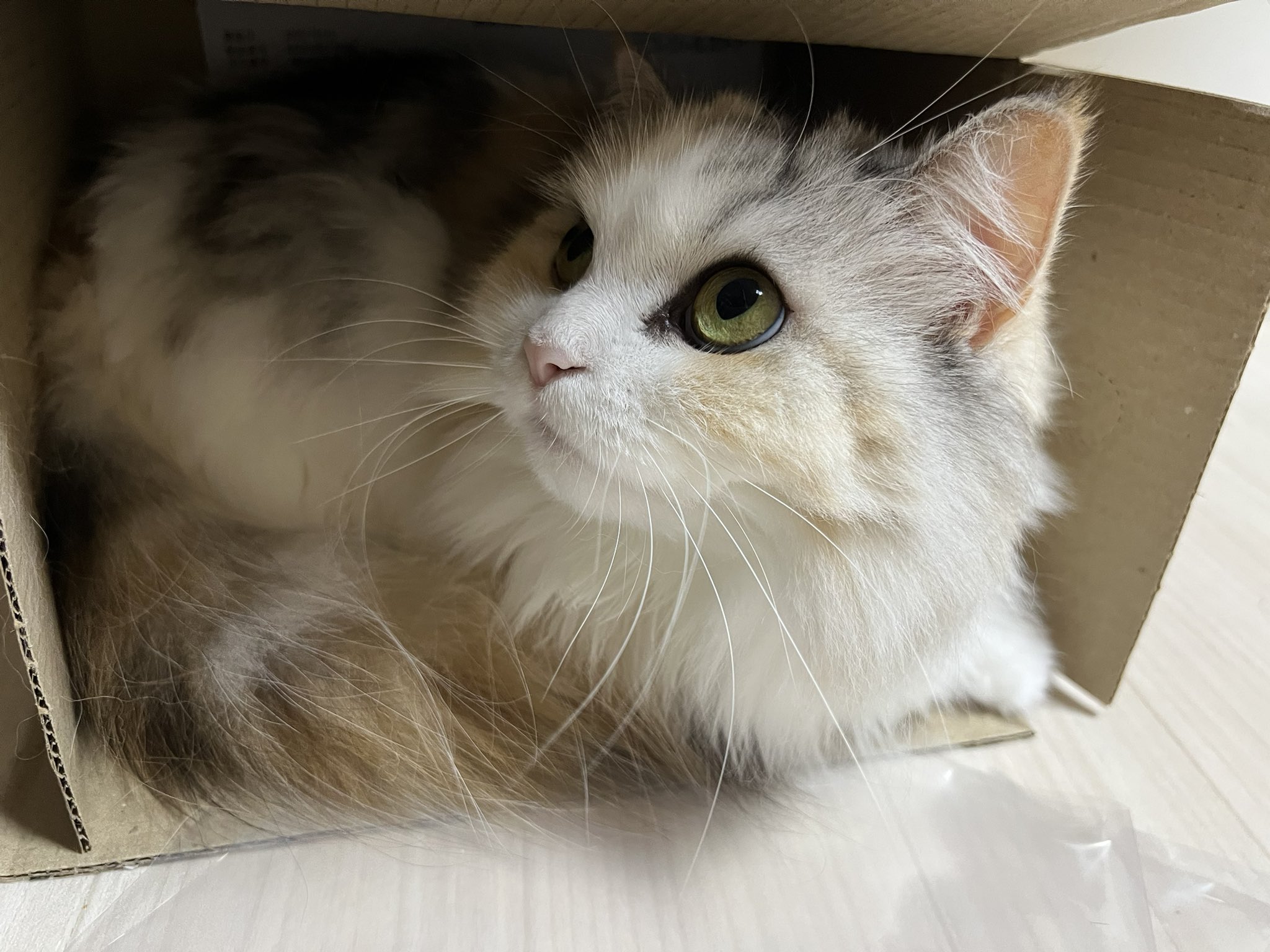 あちゃん様御予約❤ミーナちゃんと♡生後10日♡うるうるオメメの子猫ちゃん♡ okome_and_okoge はじめまして、おこめちゃんです🤍 「お米の