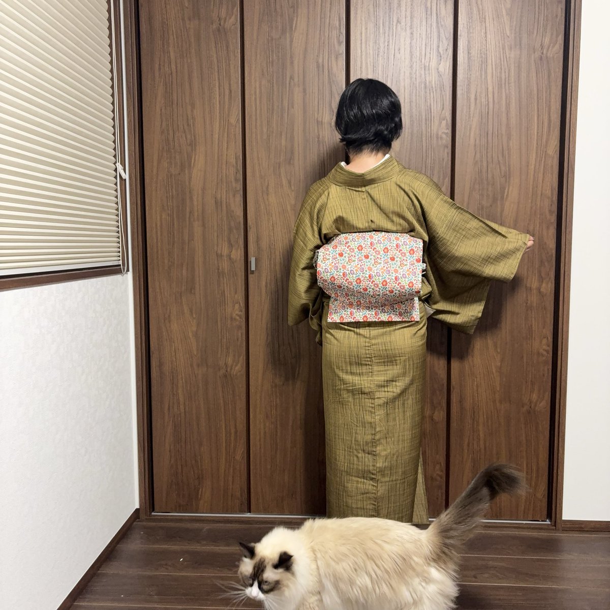 今日の着物と猫