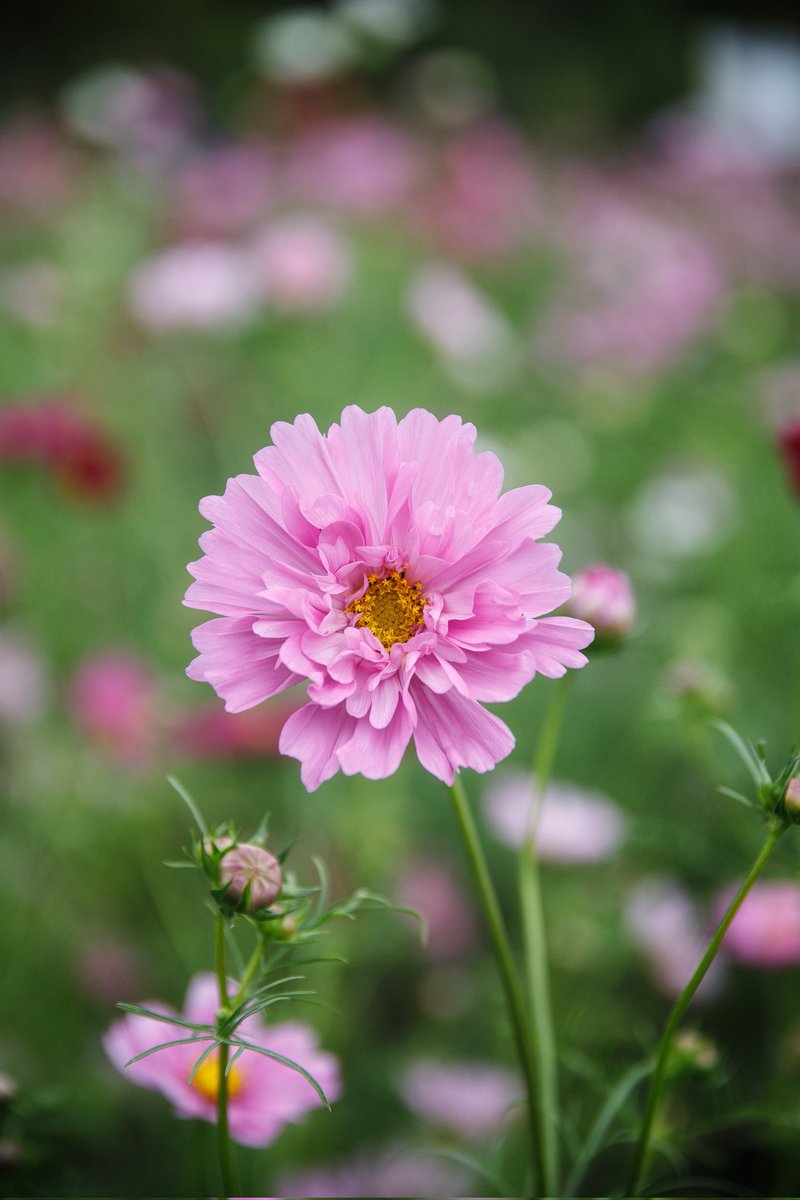 motu250photo's tweet image. ちょっと変わったコスモス

#コスモス
#Flowers 
#TLを花でいっぱいにしよう