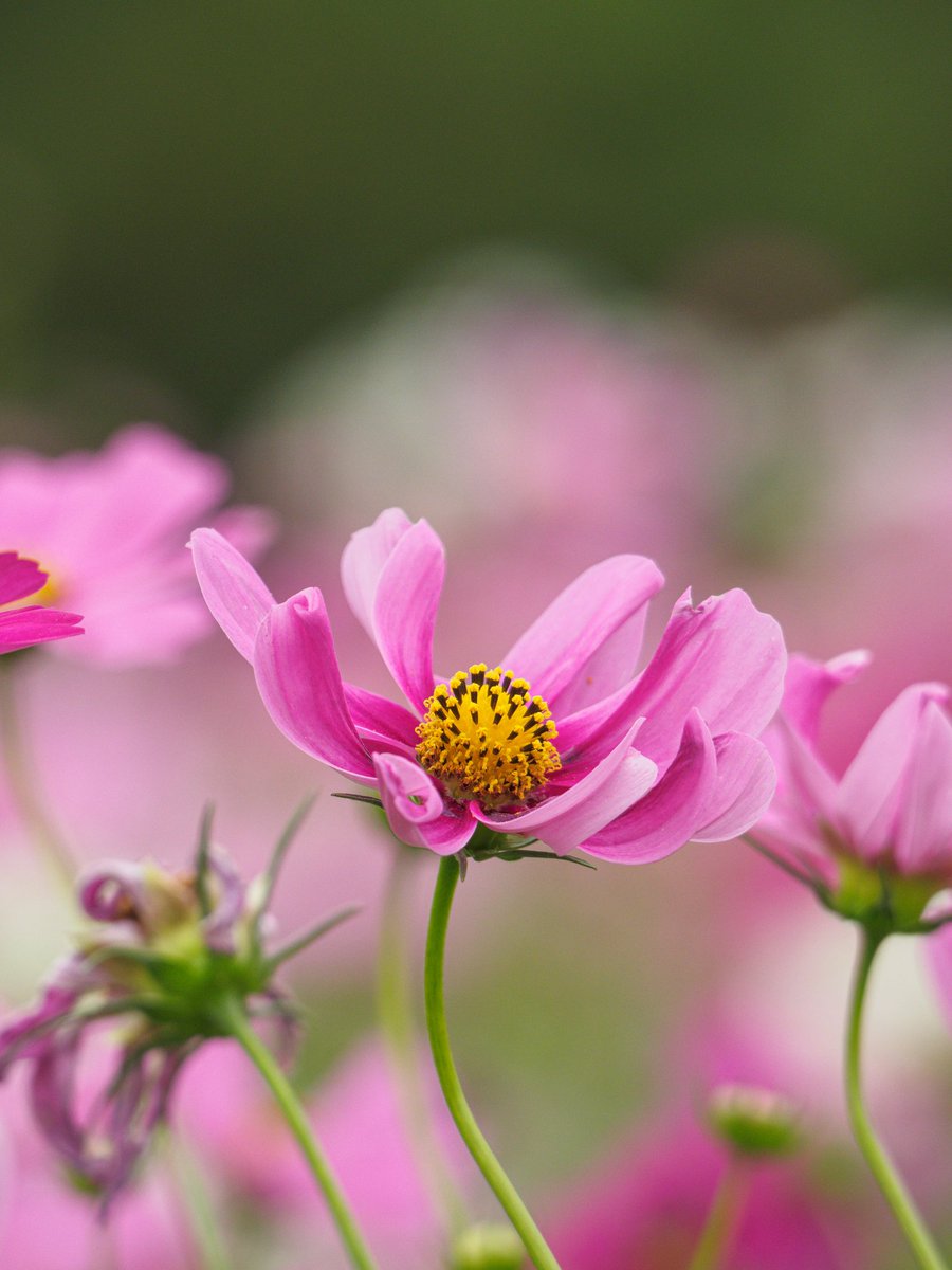 motu250photo's tweet image. ちょっと変わったコスモス

#コスモス
#Flowers 
#TLを花でいっぱいにしよう