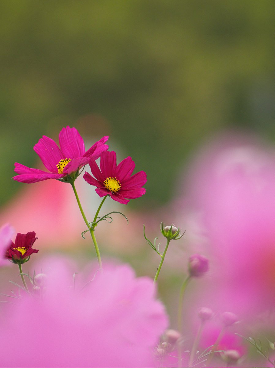 motu250photo's tweet image. ちょっと変わったコスモス

#コスモス
#Flowers 
#TLを花でいっぱいにしよう