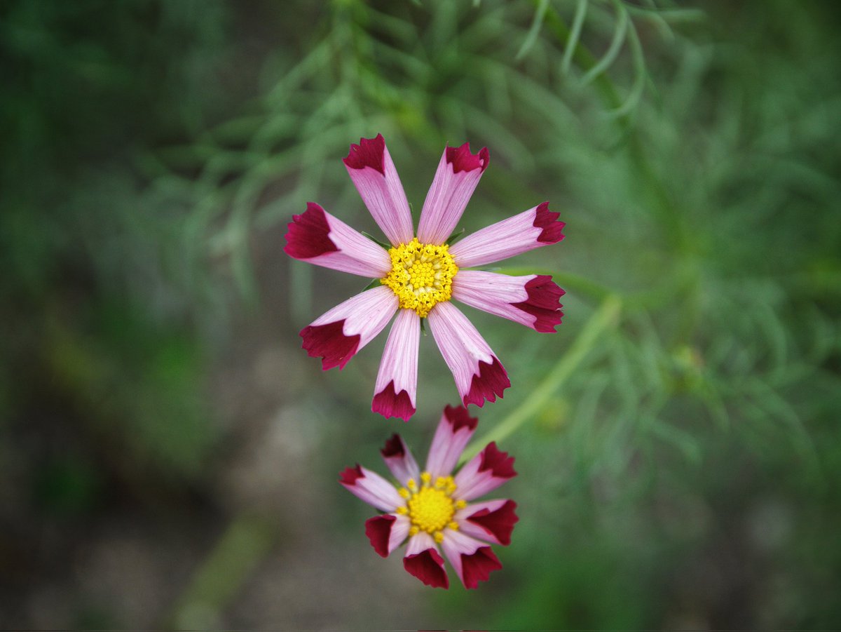 motu250photo's tweet image. ちょっと変わったコスモス

#コスモス
#Flowers 
#TLを花でいっぱいにしよう
