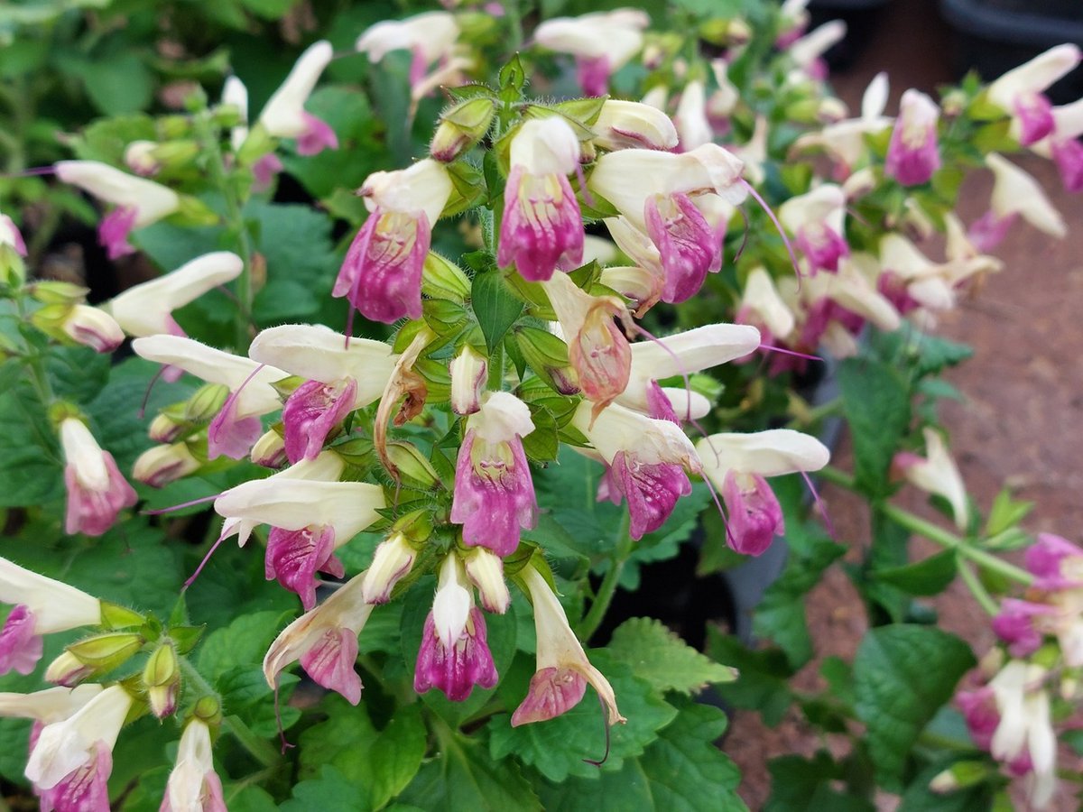 リクエスト出品　gyjx7583　ヒツジグサ赤蕊2株 リクエスト出品 gyjx7583 ヒツジグサ赤蕊2株 リクエスト出品