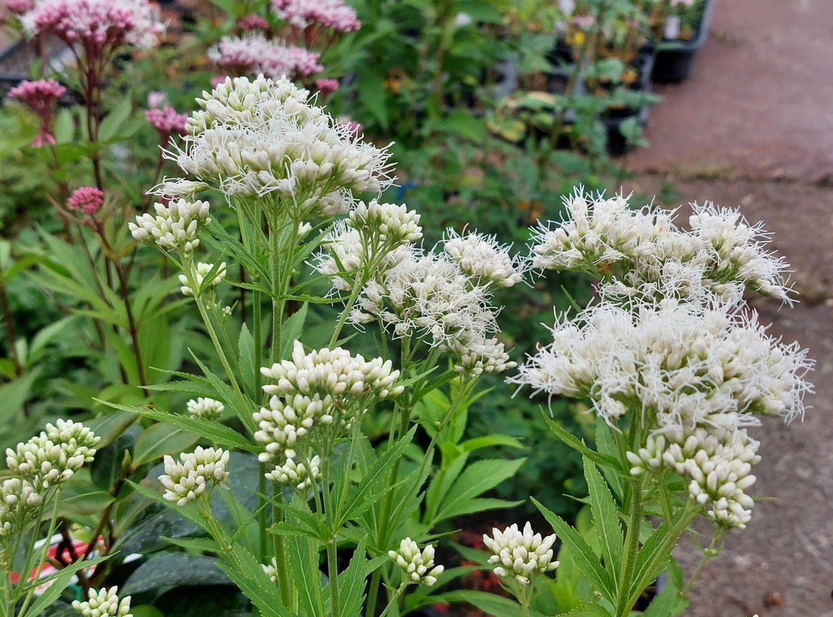 株式会社中越植物園 Chuetsu Garden Studio on X