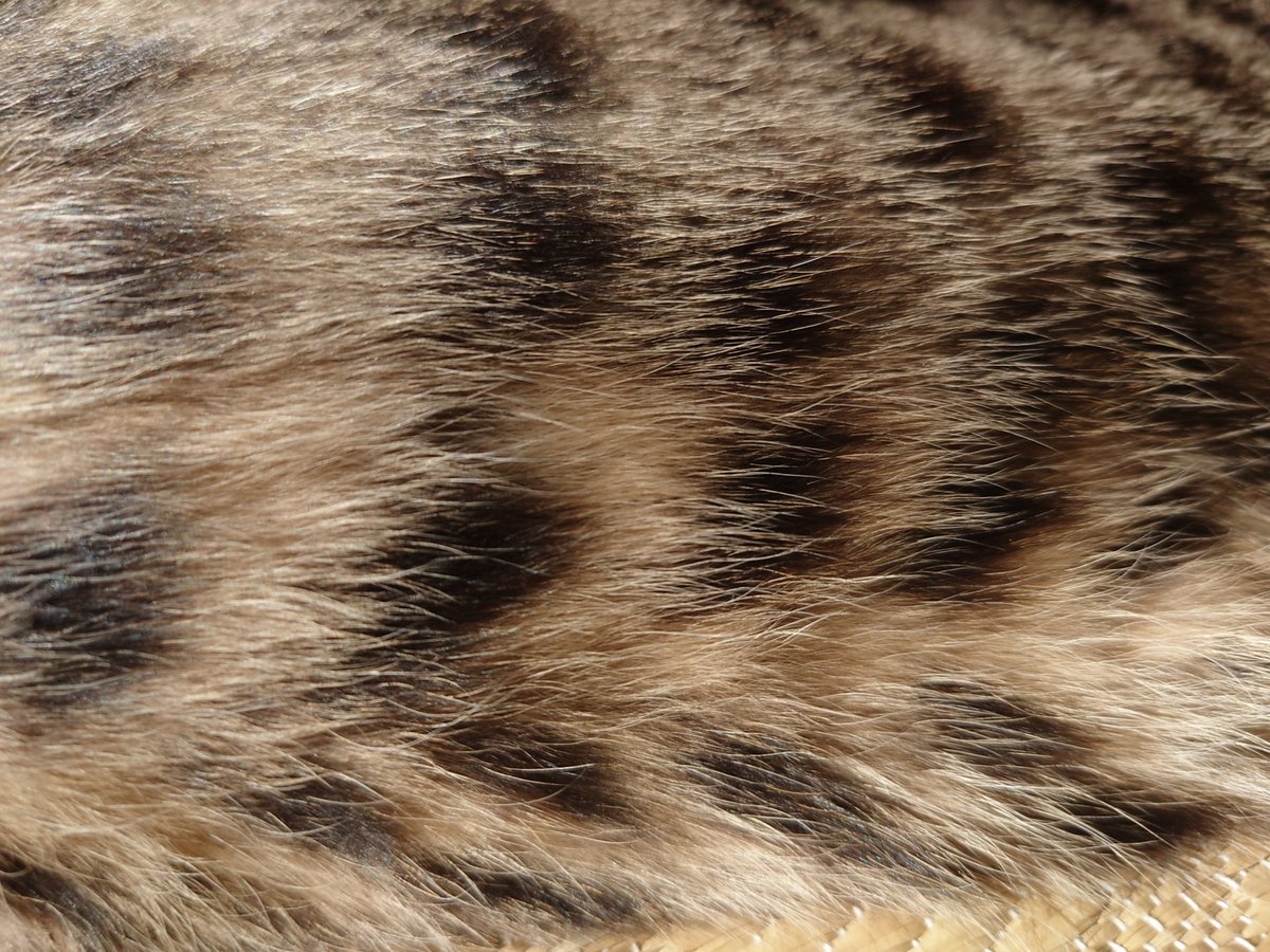 Cat_symfony's tweet image. キジトラかわにいだろ #猫 #Cat
