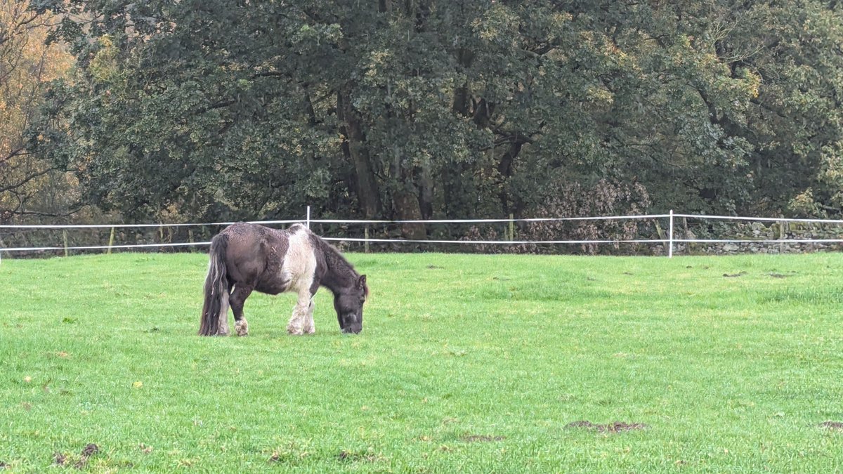 HumbugAndToby's tweet image. Starting your week with a small handsome pony improving the view! ☺️ 
#YoureWelcome