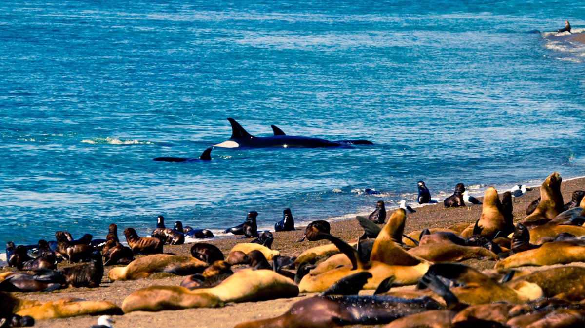 trevifede's tweet photo. Orcas Punta Norte - Patagonia Argentina 🇦🇷 #madryn #chubut #patagonia #argentina #peninsulavaldes #orcas #killerwhale #freeorca #wildlife #nature https://t.co/wyH9Agc729