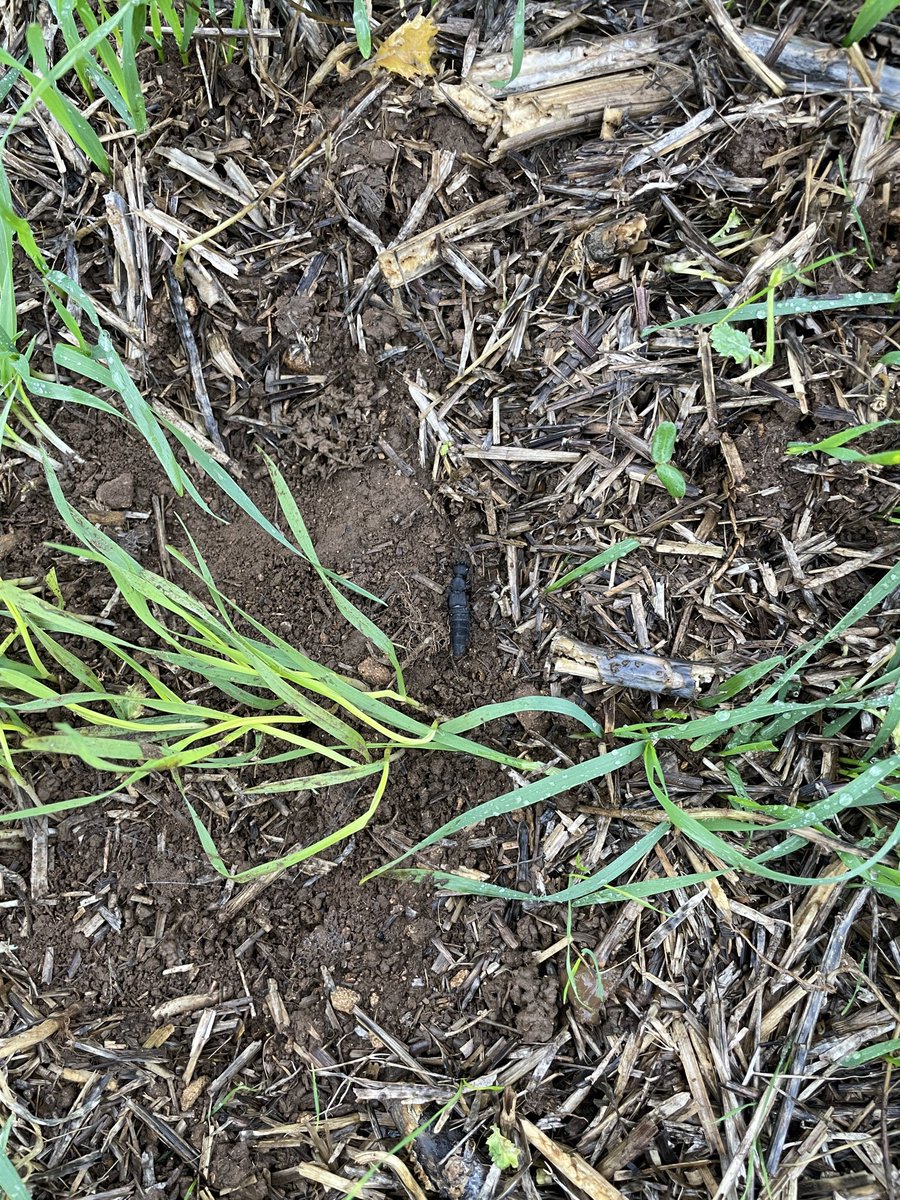 First day of sampling <a href="/bofinfarmers/">@BofinFarmers</a> #slimers trial #citizenscience #slug #snail #beetle 🐌🪲