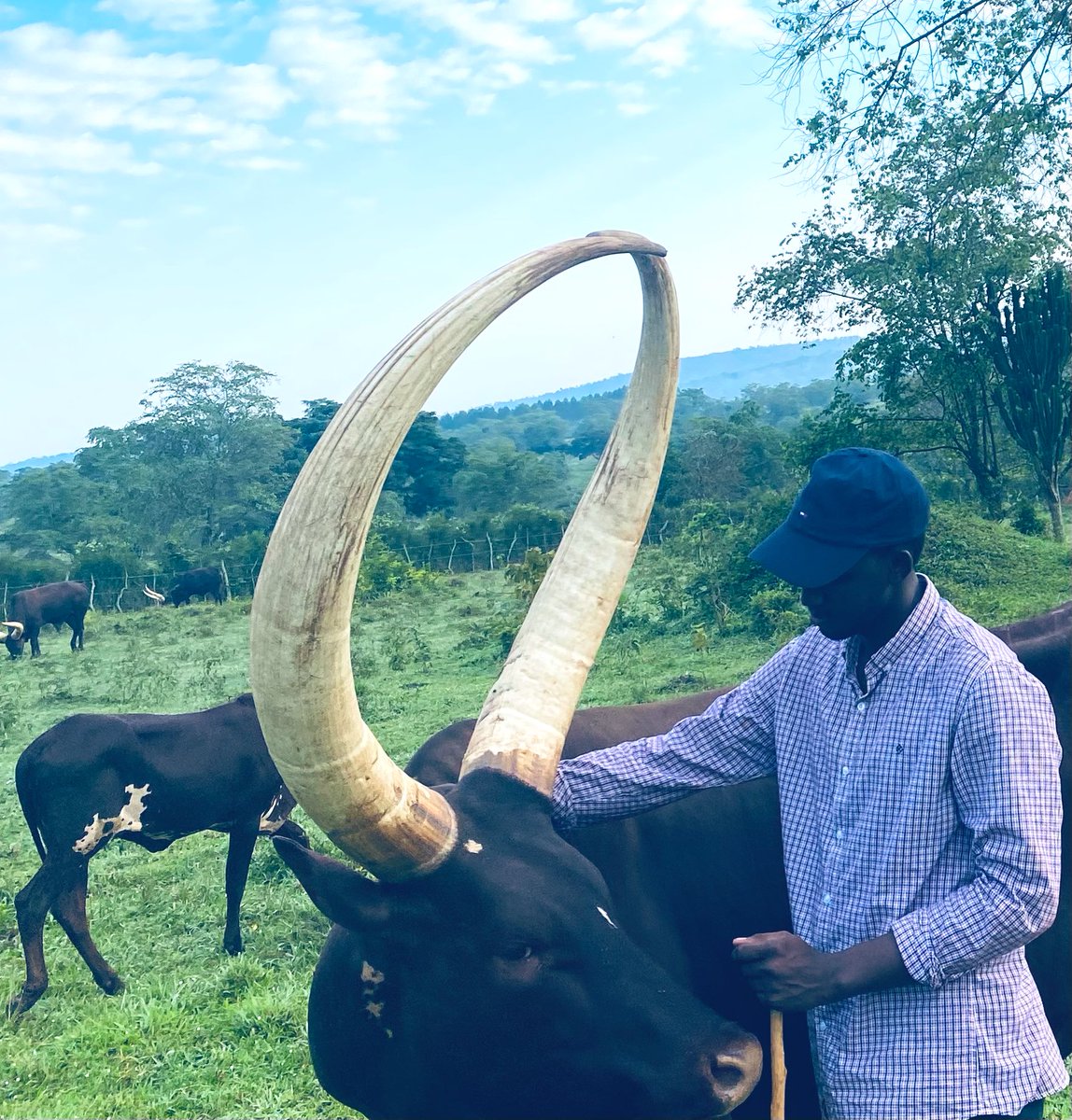 Batamba Lazarus Mugabi tweet media