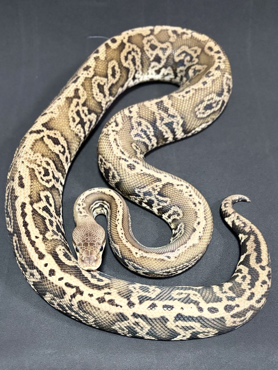 h904K1ivGXHzBJH's tweet image. 脱皮完了✨

#ballpython
#ボールパイソン