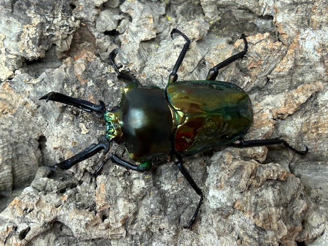 ペットショップCOLORS on X