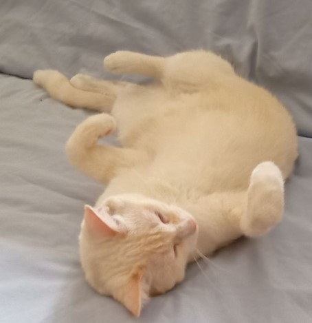 20.10.25 Perdu chat blanc, un peu de roux, à Saint Sulpice (Ave du Vacayrial). Contact (fils de la proprio) : facebook.com/adrien.roques.… #Tarn