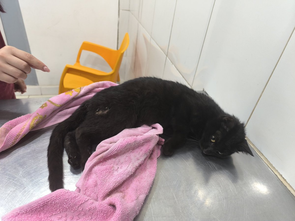 Ya me llegó el reporte de la mañana de Emily 💥
Paso bien la noche, le sedaron, rasuraron gran parte para poder limpiar y quitar todos los gusanos, le van a poner pipeta y collarín para que las larvas, si es que hay, no suban, sigue atontadita.. sigue.....