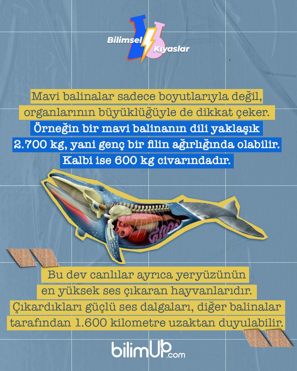 🐋 Bir mavi balinanın dilinin ağırlığı, bir filin ağırlığına eşittir 😯
