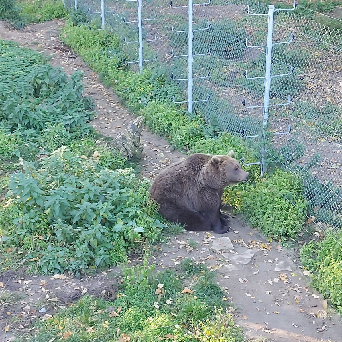 ще на нових хвостатих полював трохи