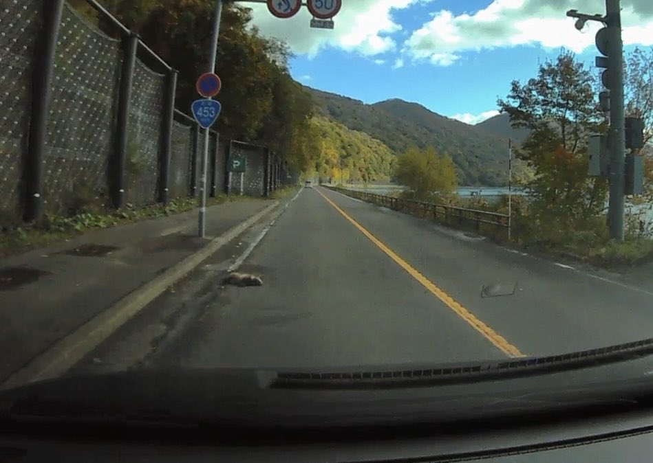 ezotanuki_assoc's tweet image. 北海道を運転する皆様へ🐾
 秋のエゾタヌキは活発にご飯を探して歩きます。
 道路にも出てきますが、逃げるのがとてつもなく苦手です。何なら道路で固まっちゃいます。
 広い視野で、ゆっくり、タヌキをみたら減速して、安全運転をお願いしま…タヌ。
#エゾタヌキ
#エゾタヌキ協会