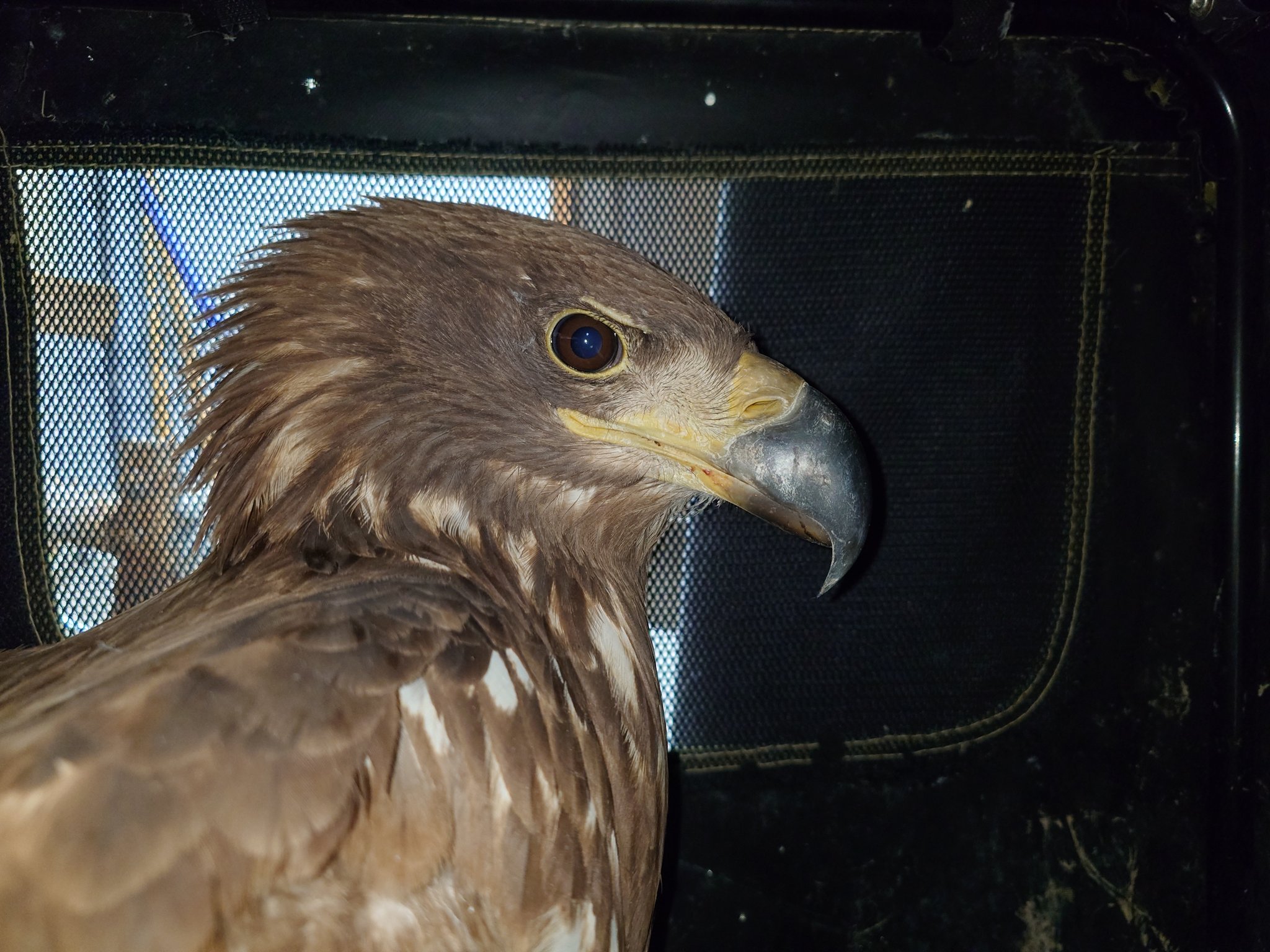 猛禽類学 猛禽類学 | 山崎 亨 |本 | 通販 | Amazon