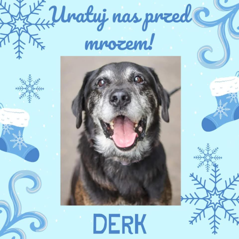 Dogaduje się z psami,pięknie znosi pielęgnację,jest wykastrowany, zaszczepiony i zachipowany.
💙 Szuka domu,który da mu miłość i bezpieczeństwo.
🚗 Dowieziemy go w każde miejsce w Polsce!
📞 Daria – 530 731 149

Proszę,udostępnij– niech ktoś zobaczy Derka i pokocha go na zawsze