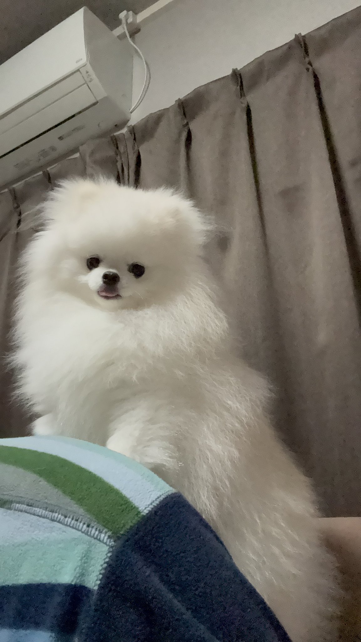 むくlog ~ポメラニアン日記~ on X: 