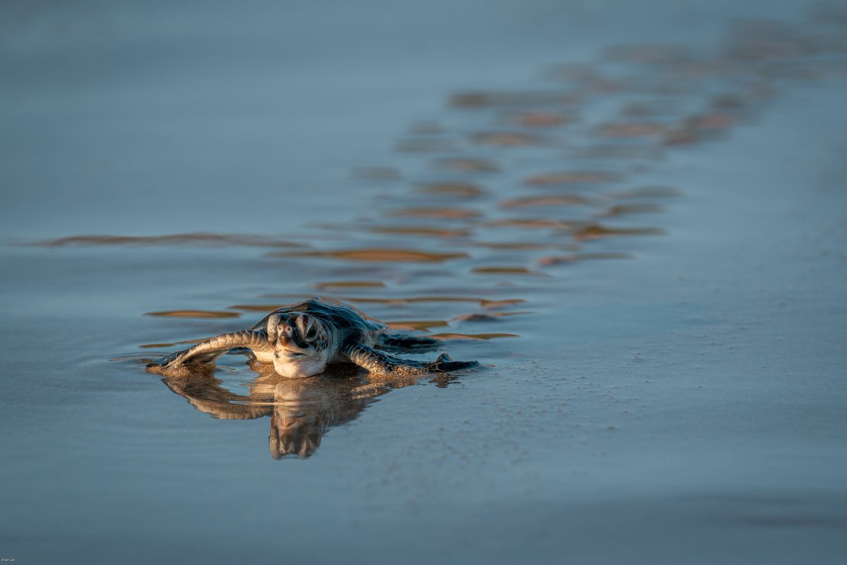 balail's tweet image. The race to the water...
Green sea turtle hatchling
#photography #naturephotography #wildlifephotography #thelittlethings