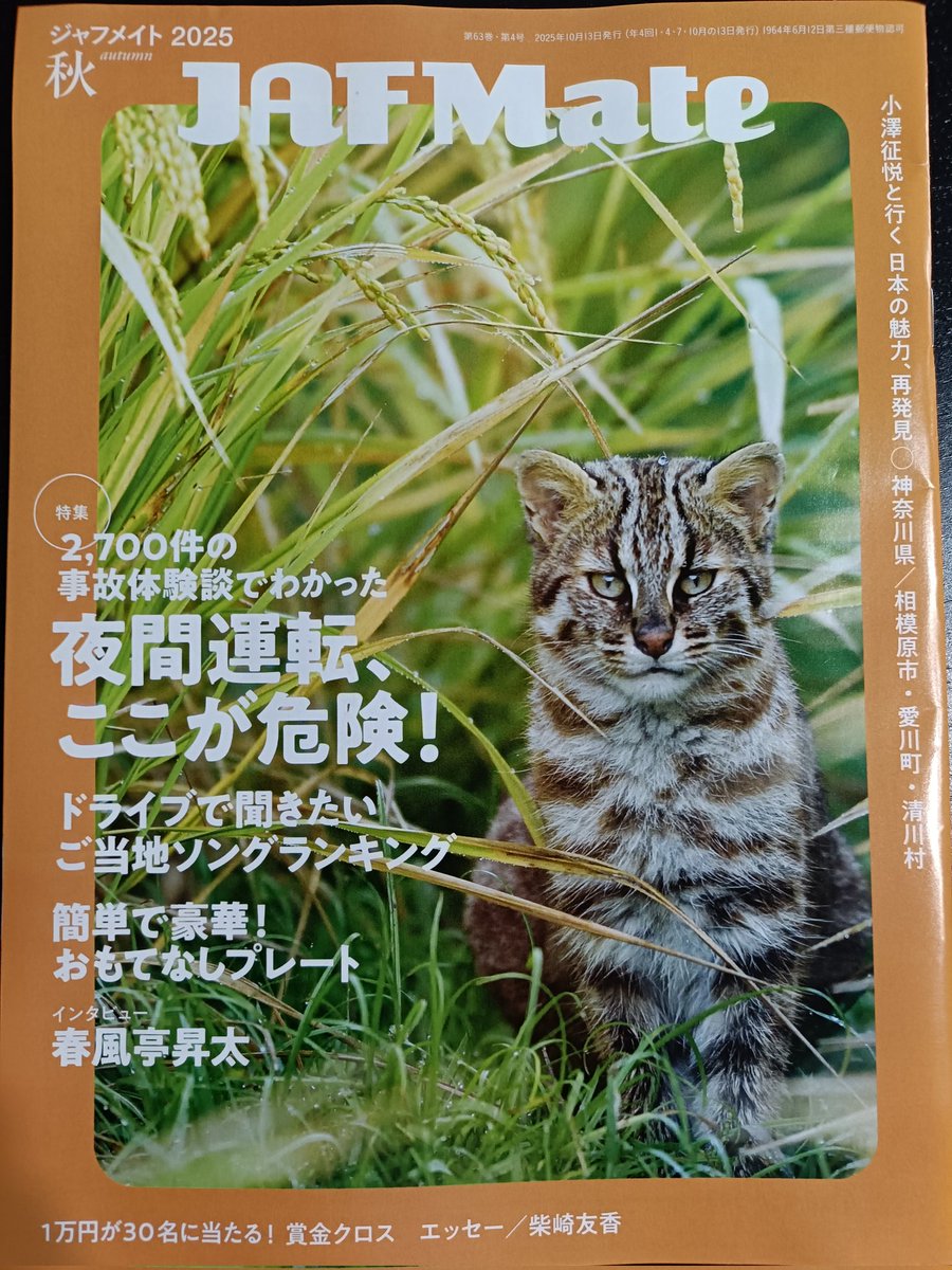 JAFの会報誌の表紙がツシマヤマネコに。
外猫礼賛からついに路線変更か。